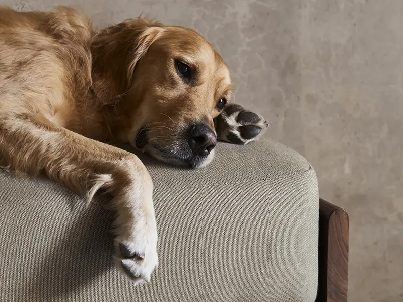 Designing The Perfect Pet Friendly Home